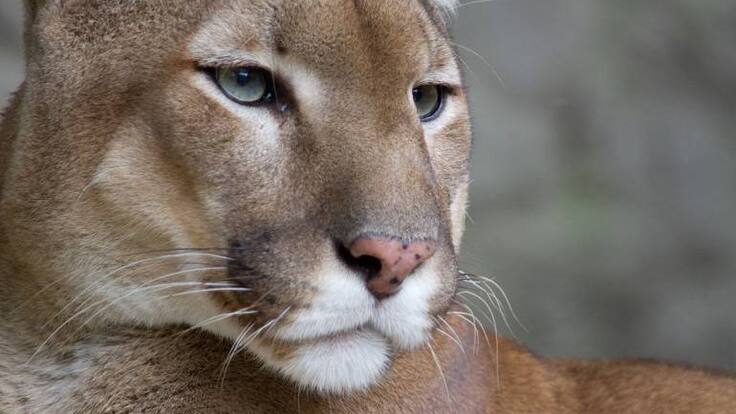 Identificaron felinos en Cimitarra, Santander