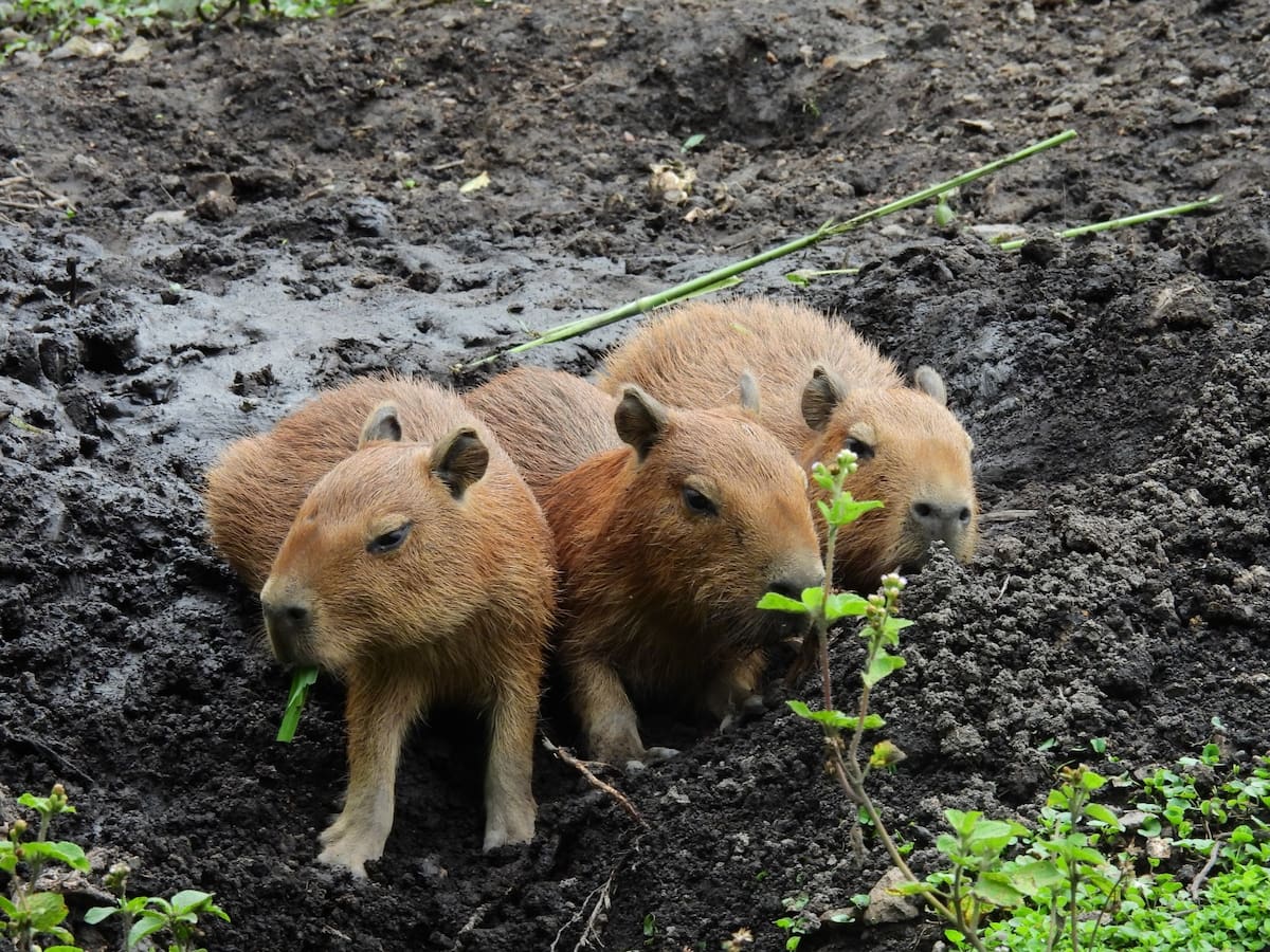 Nacen tres crías de chigüiro en hogar de paso de fauna silvestre de Pitalito
