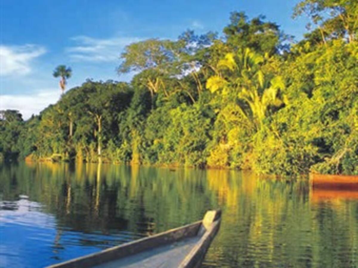 Nasa revela graves daños en vegetación del Amazonas