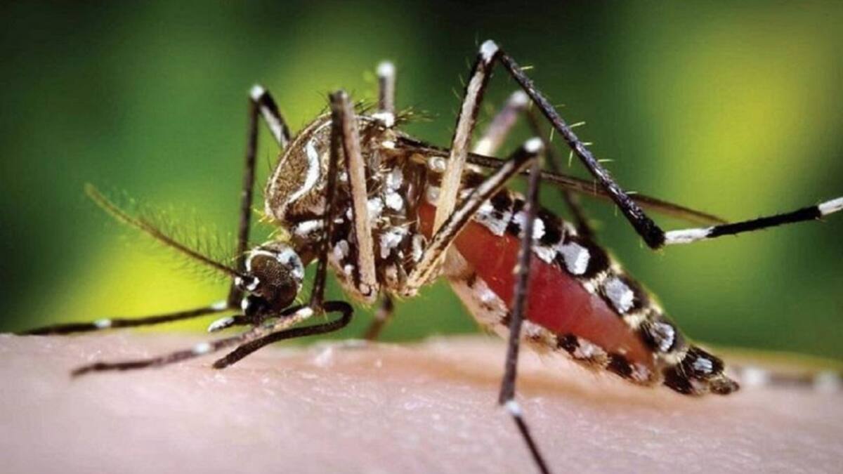 4 Municipios del Quindío con mayor reporte de casos de dengue