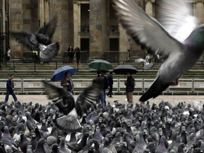 Sao Paulo multará con 50 dólares a quienes den de comer a las palomas