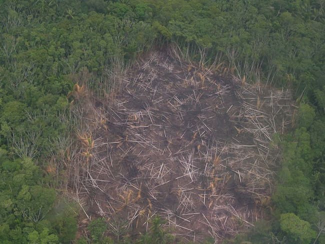 Imagen de referencia deforestación ambiental 