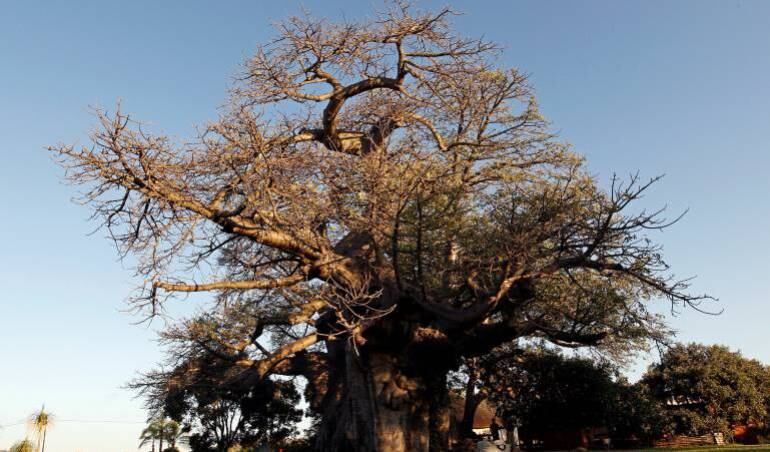 Imagen de referencia 