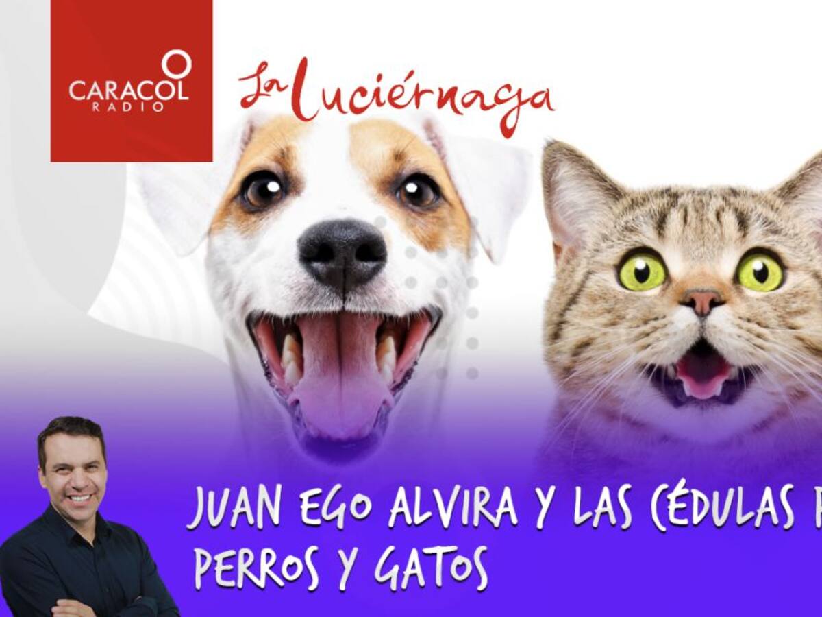 Juan Ego Alvira y las cédulas para perros y gatos