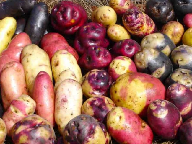 Papas ancestrales, una joya que los colombianos poco conocemos