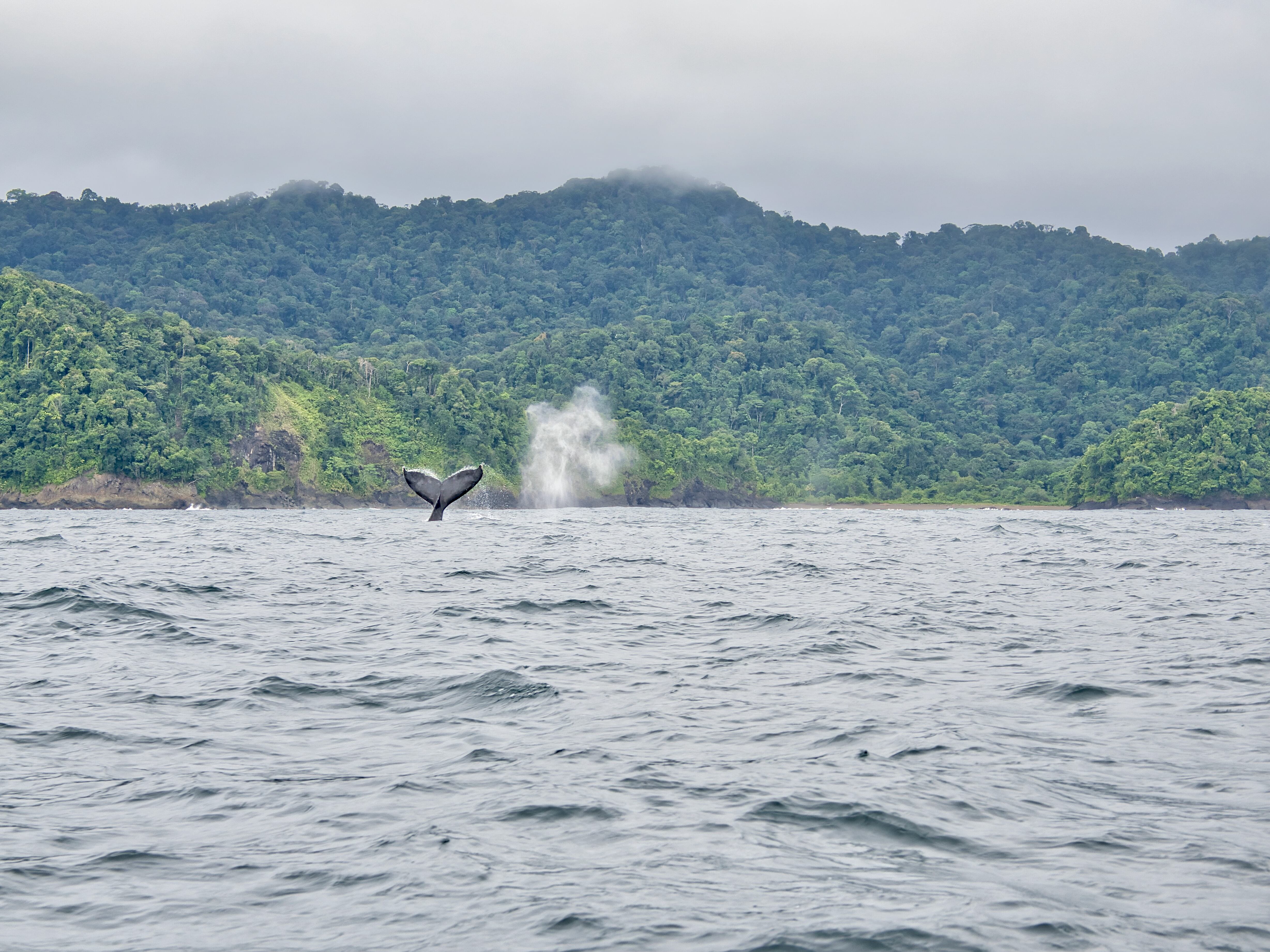 Avistamiento de Ballenas en Nuquí (Getty Images)