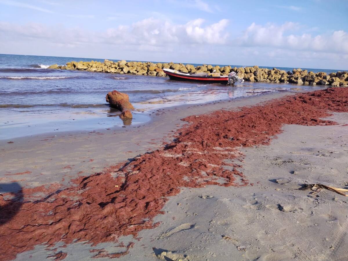 Carperos reportan pérdidas por presencia de algas en playas de Cartagena