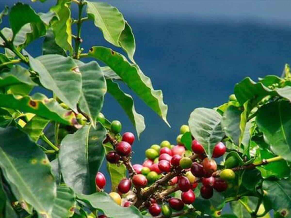 Colombia dejaría de exportar 140 mil sacos de café a Ucrania y Rusia
