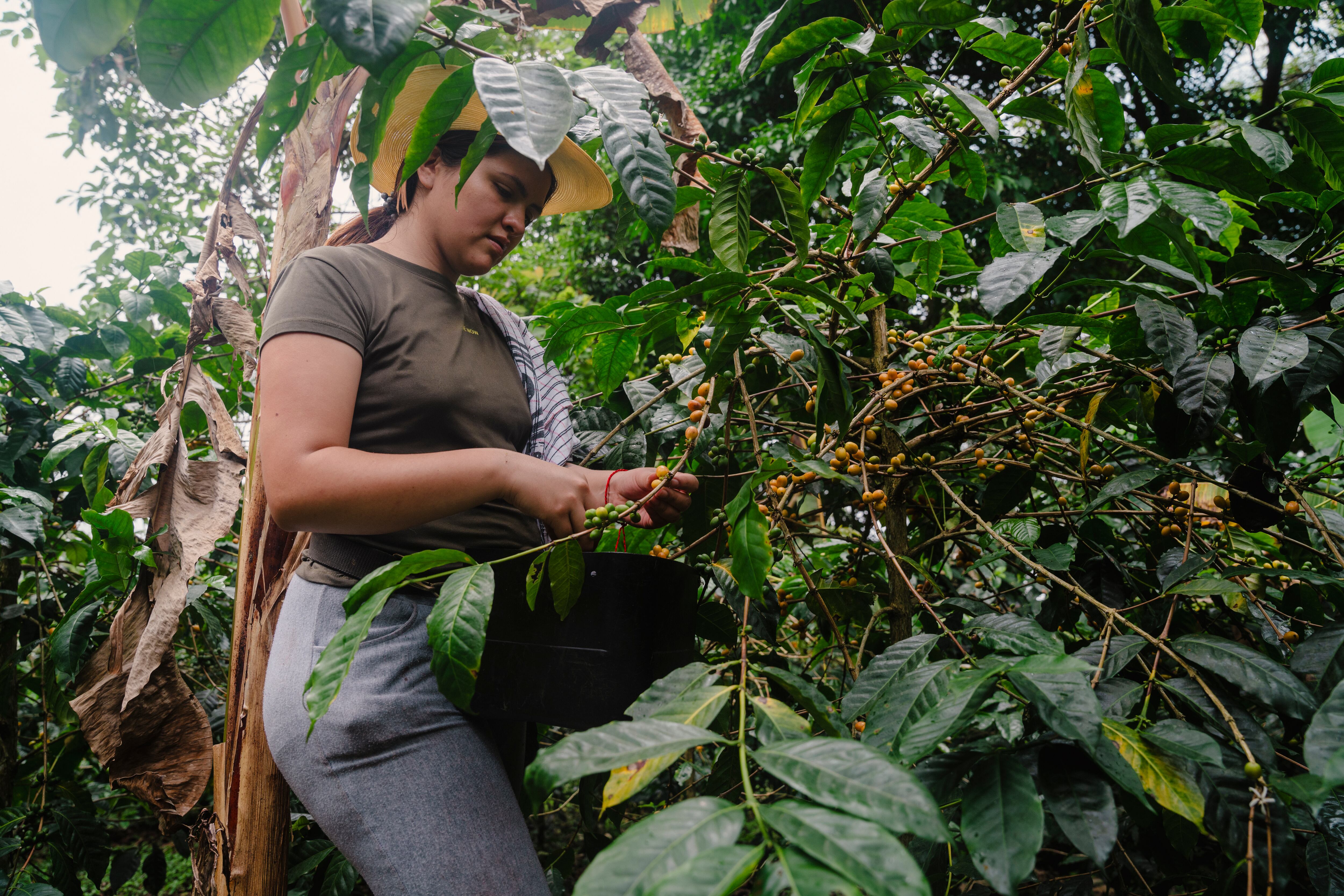 Mujer recolectando café - Foto vía Getty Images