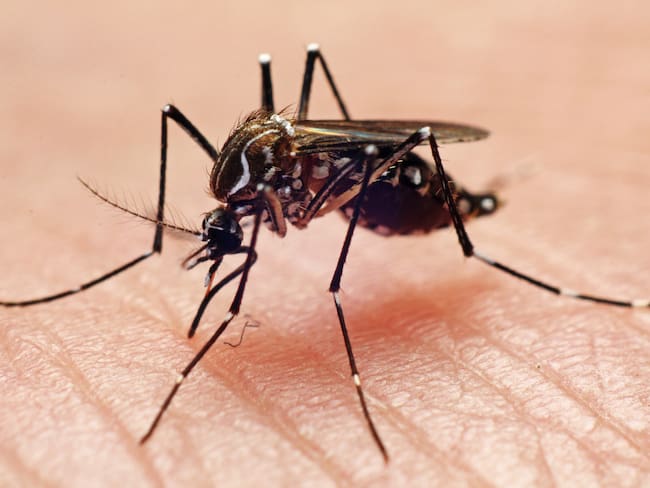 Mosco que transmite el Dengue. Foto: Getty Images.