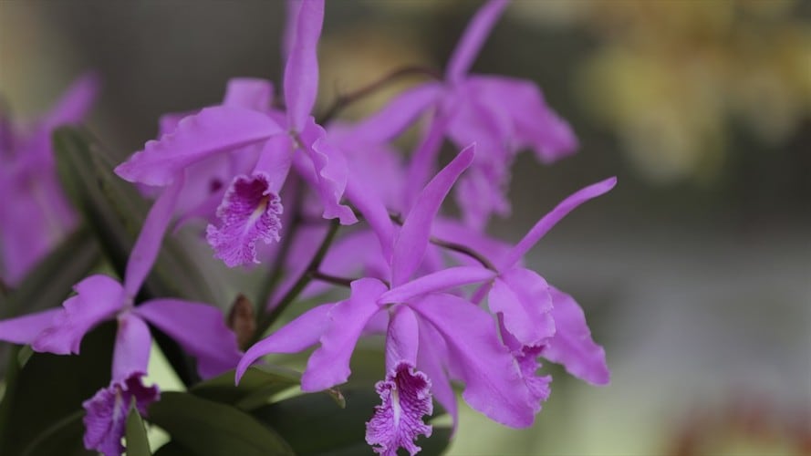 Colombia tiene 4.270 especies registradas, agrupadas en 274 géneros . Foto: Colprensa.