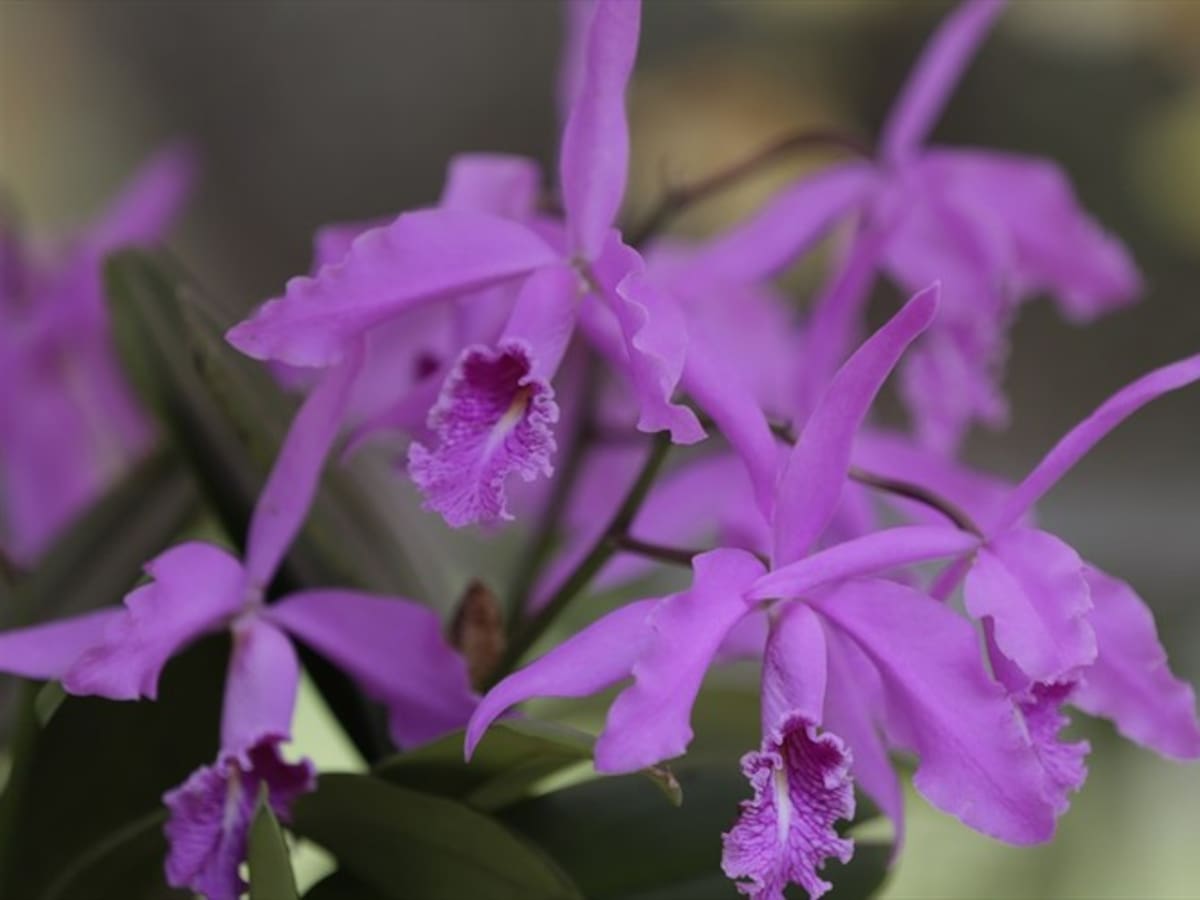 Llega al Jardín Botánico de Bogotá la exposición “Orquídeas 2017: Matices de un país”