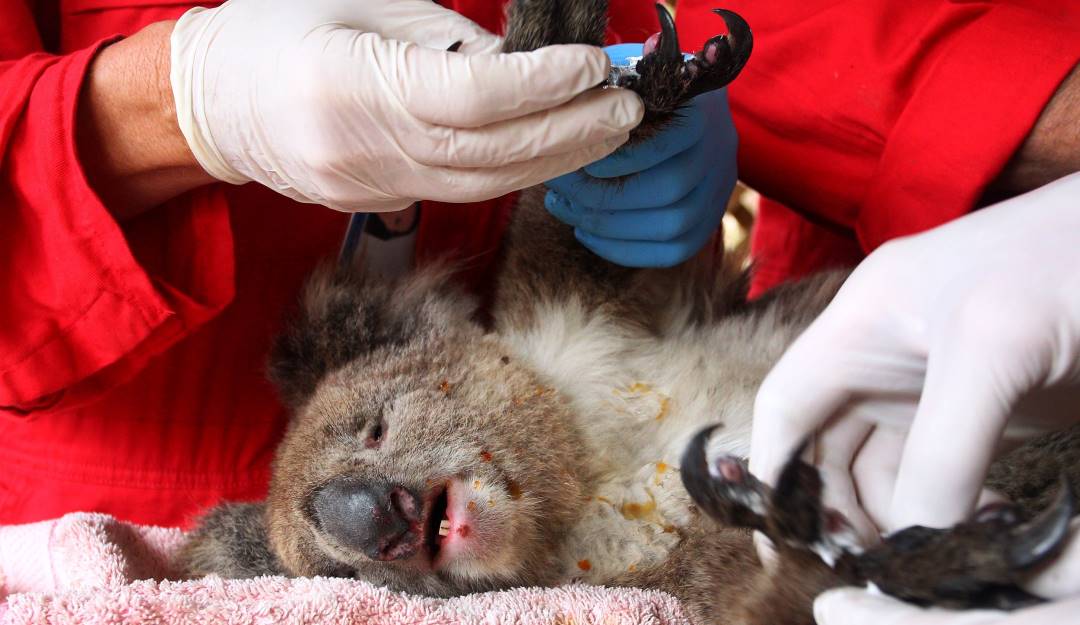 Atención de koalas afectados por incendios forestales en Australia.      Foto: Getty 