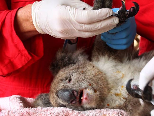 Atención de koalas afectados por incendios forestales en Australia.      Foto: Getty 