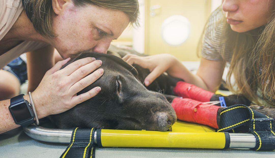 Animalistas denuncian aumento de casos de envenenamiento