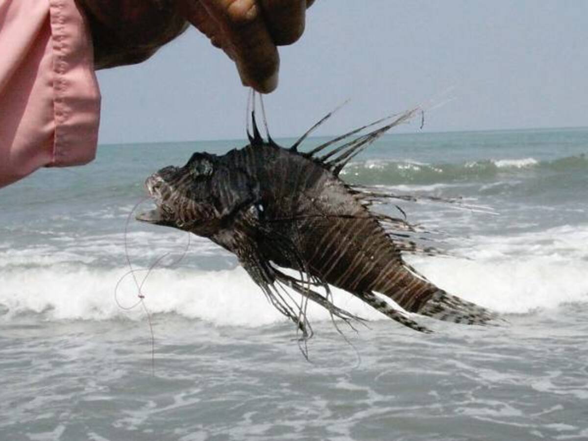 El Sena se lanza a la caza del pez león en San Andrés