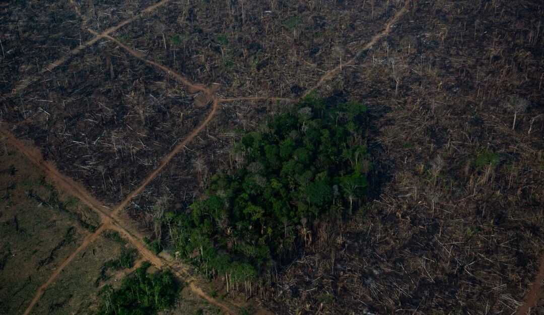 Deforestación en la Amazonía