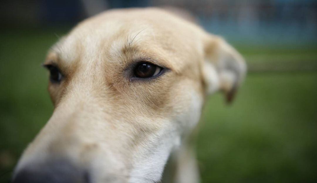 Denuncian envenenamiento de perros en Tolima