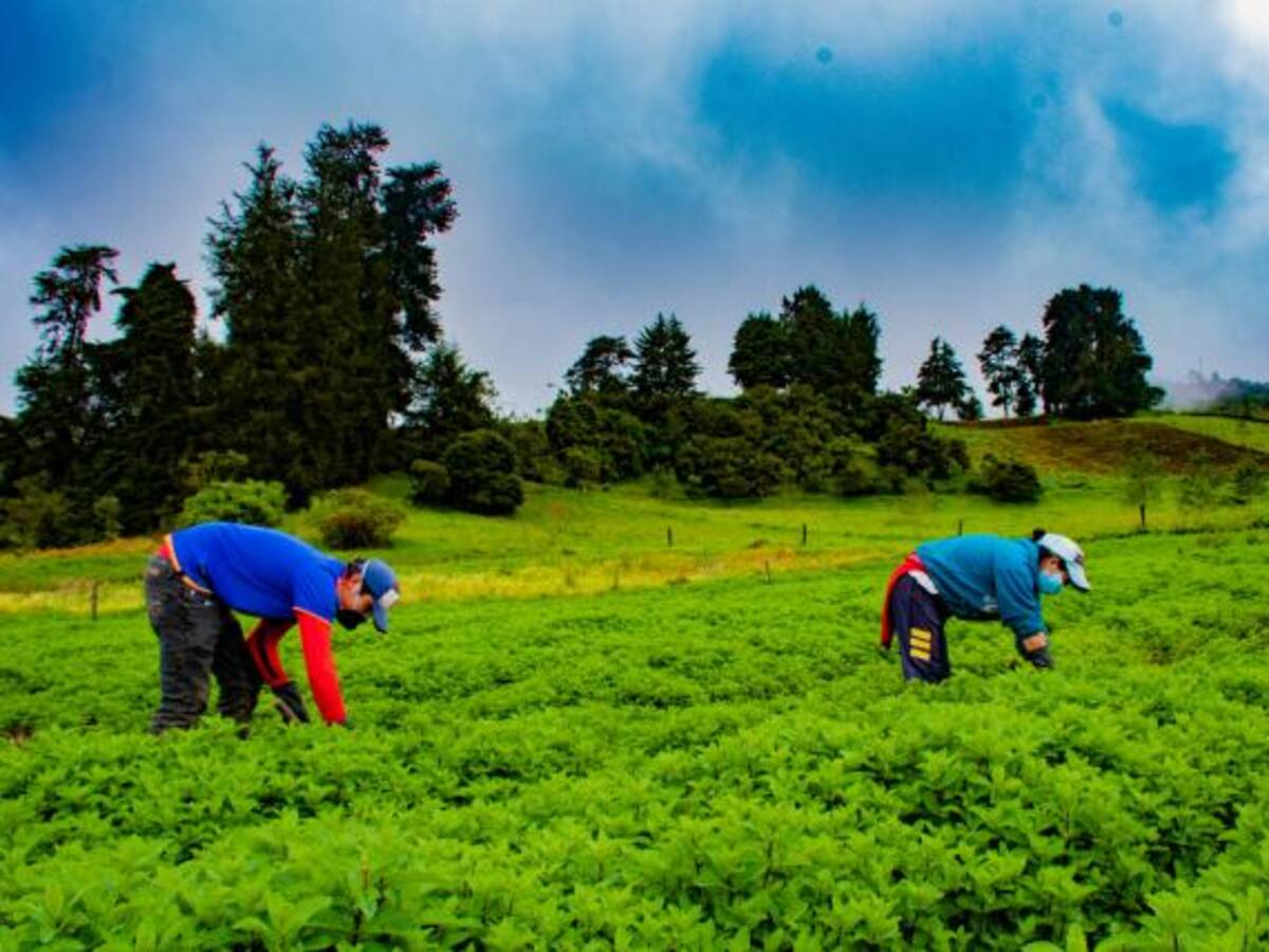 Así será la exposición de aromáticas más grande del país.