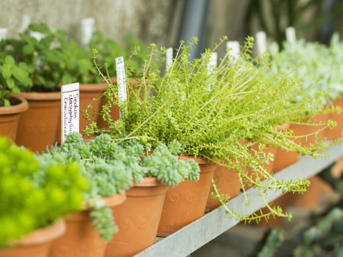 Entregan plantas para cultivar huertas a pacientes con deficiencia renal