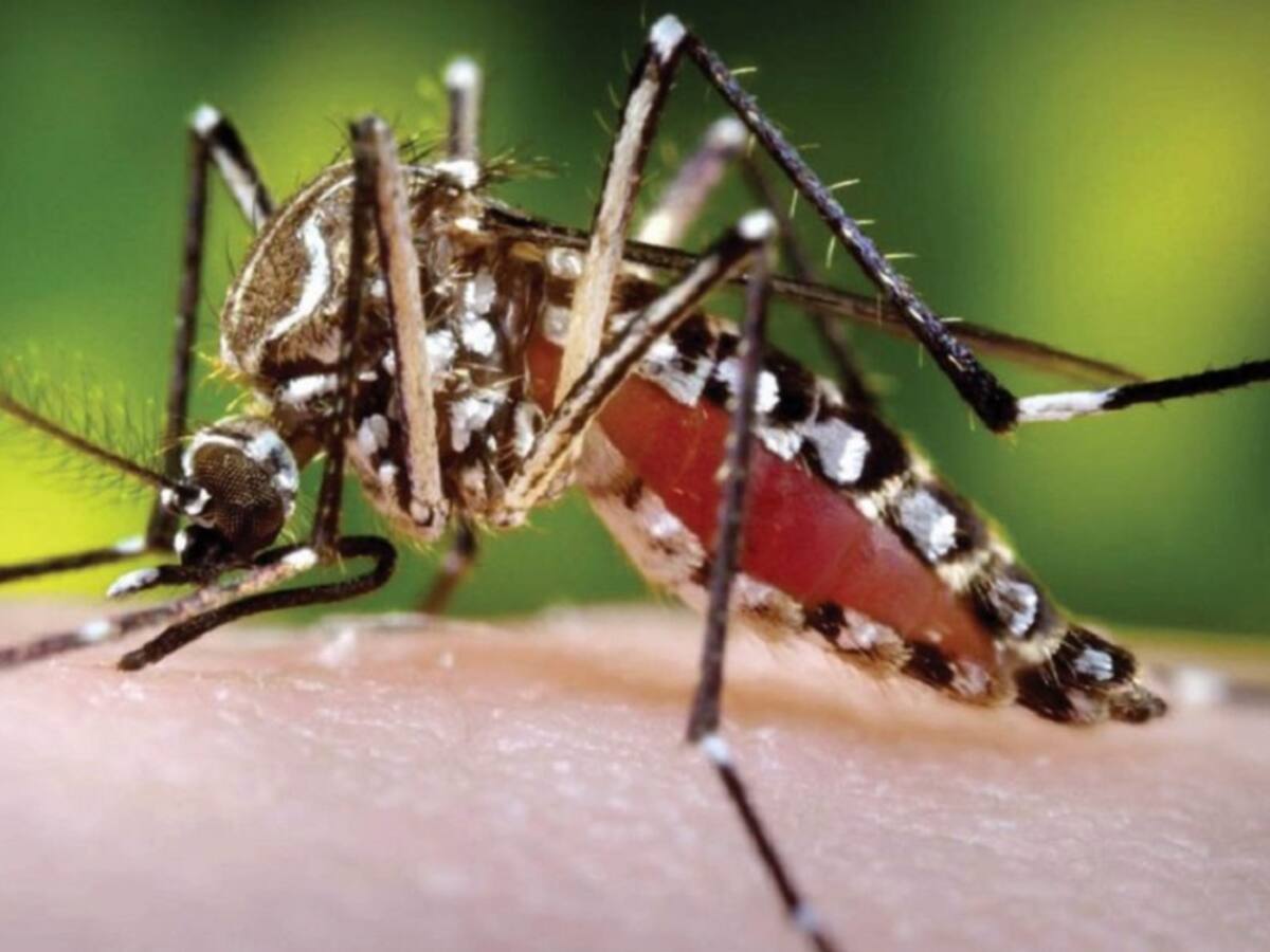 Colombia en alerta epidemiológica por dengue