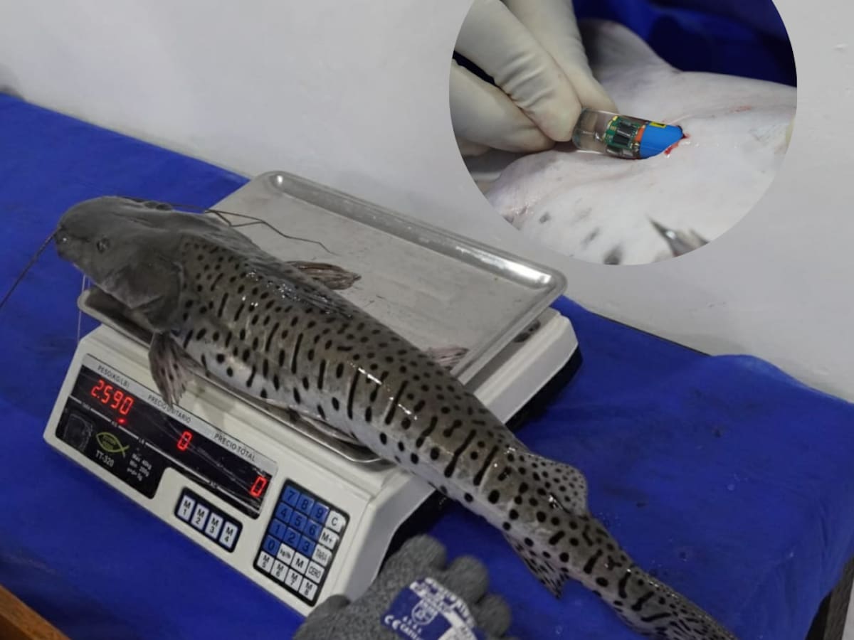 Con chips rastrean la migración de peces del río Cauca para facilitar su conservación