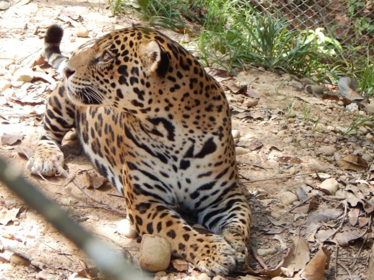 Noticia falsa pone en riesgo al jaguar en Santander
