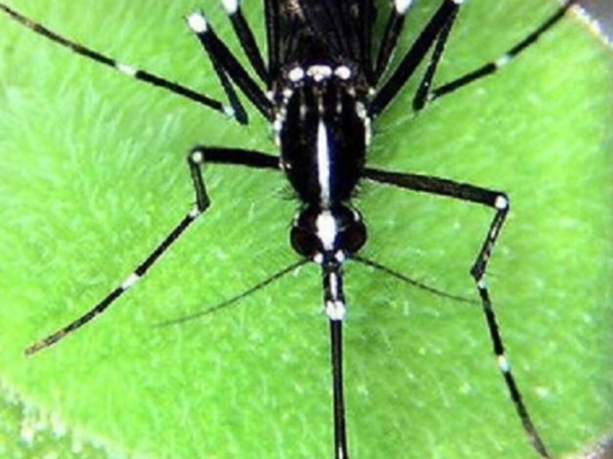 No hay recursos para atender el Zika y Guillain Barré en Cúcuta