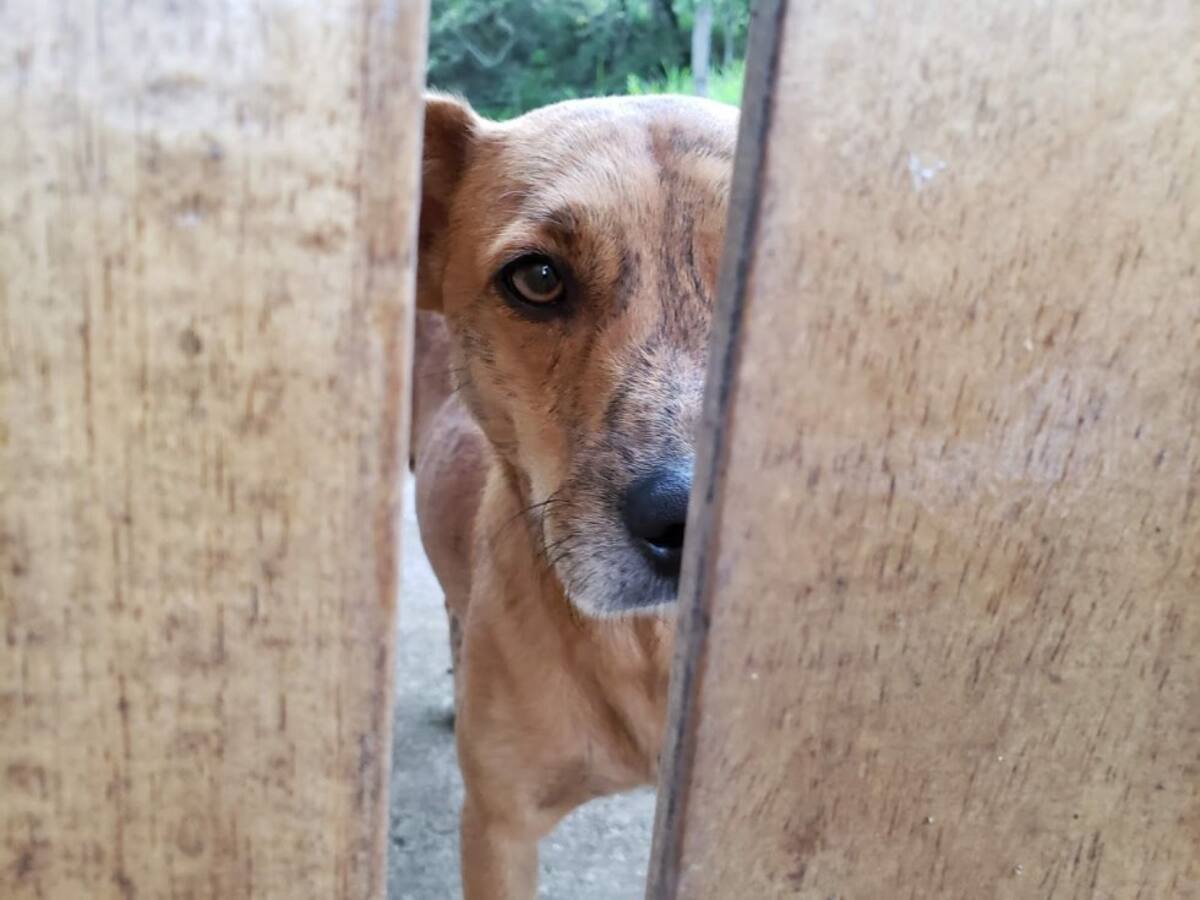 Camilo Mancera nos envía la foto de su perro Tigre quien lo mira desde el otro lado de la puerta de la casa de campo y la foto iba acompañada de este mensaje “Me encantaría leer ese libro junto a Tigre”.