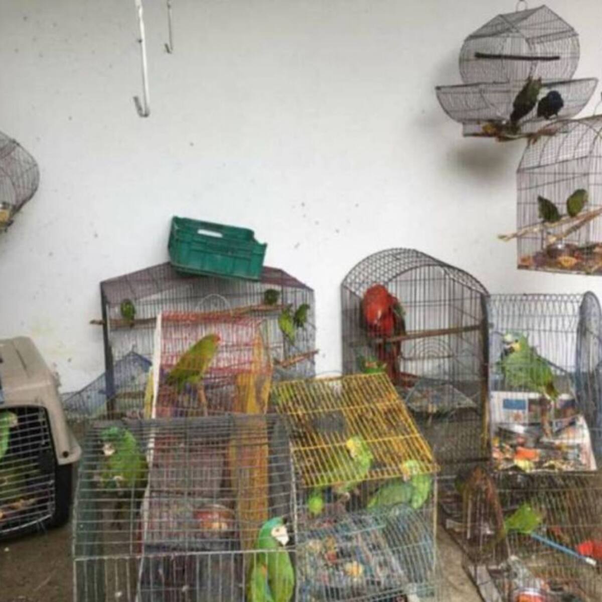 Incautan 19 especies de fauna silvestre en Risaralda