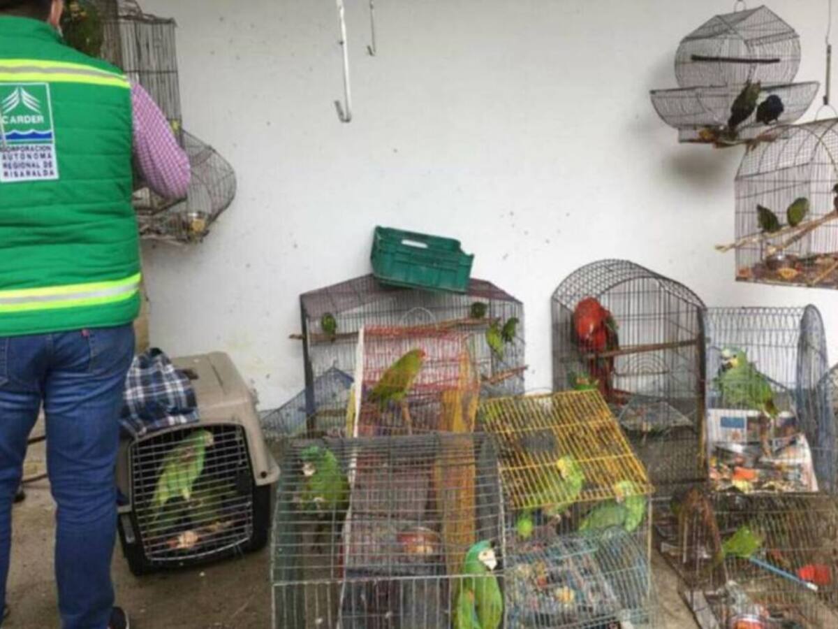 Incautan 19 especies de fauna silvestre en Risaralda