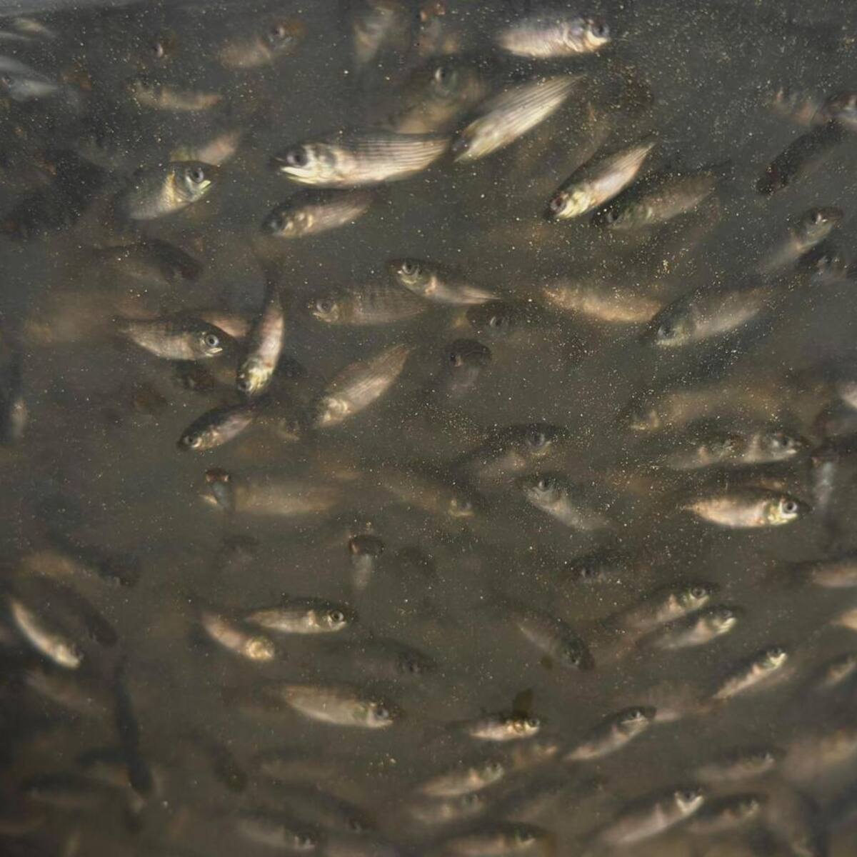 500 mil nuevos peces sembrados en Arjona y Mahates
