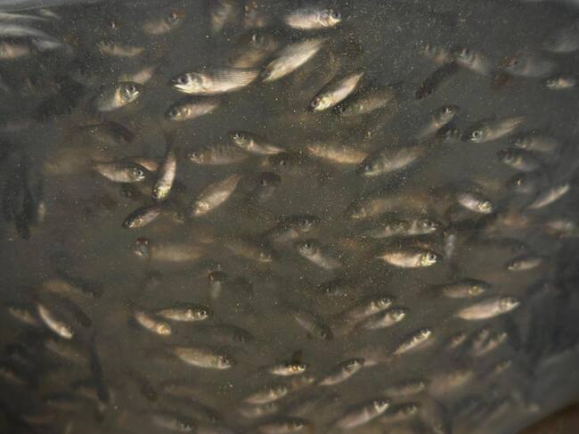 500 mil nuevos peces sembrados en Arjona y Mahates