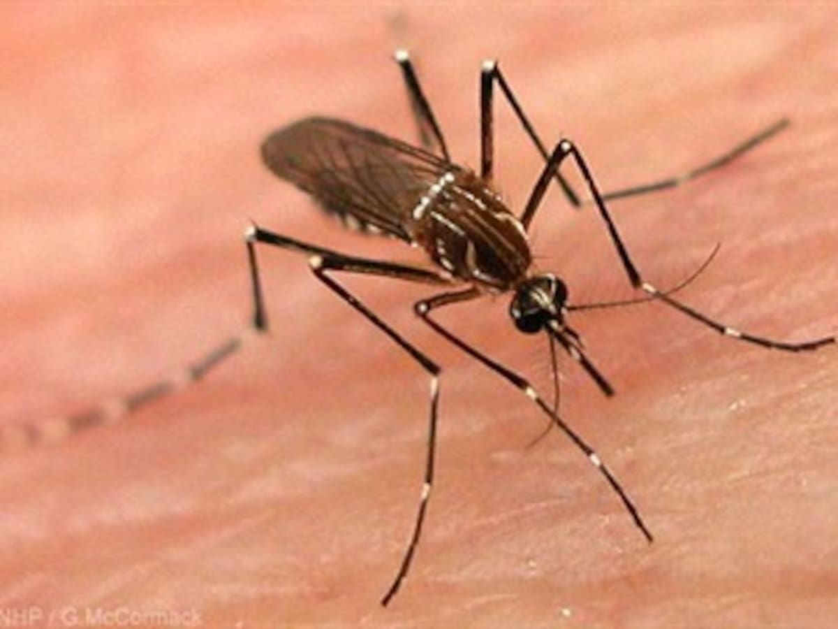 Mosquitos modificados genéticamente para no volar pueden frenar el dengue