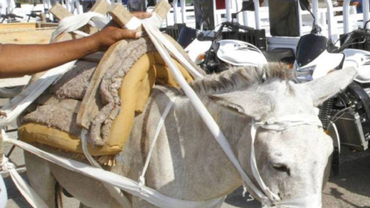 Denuncian presunto maltrato animal por parte de una empresa de Risaralda
