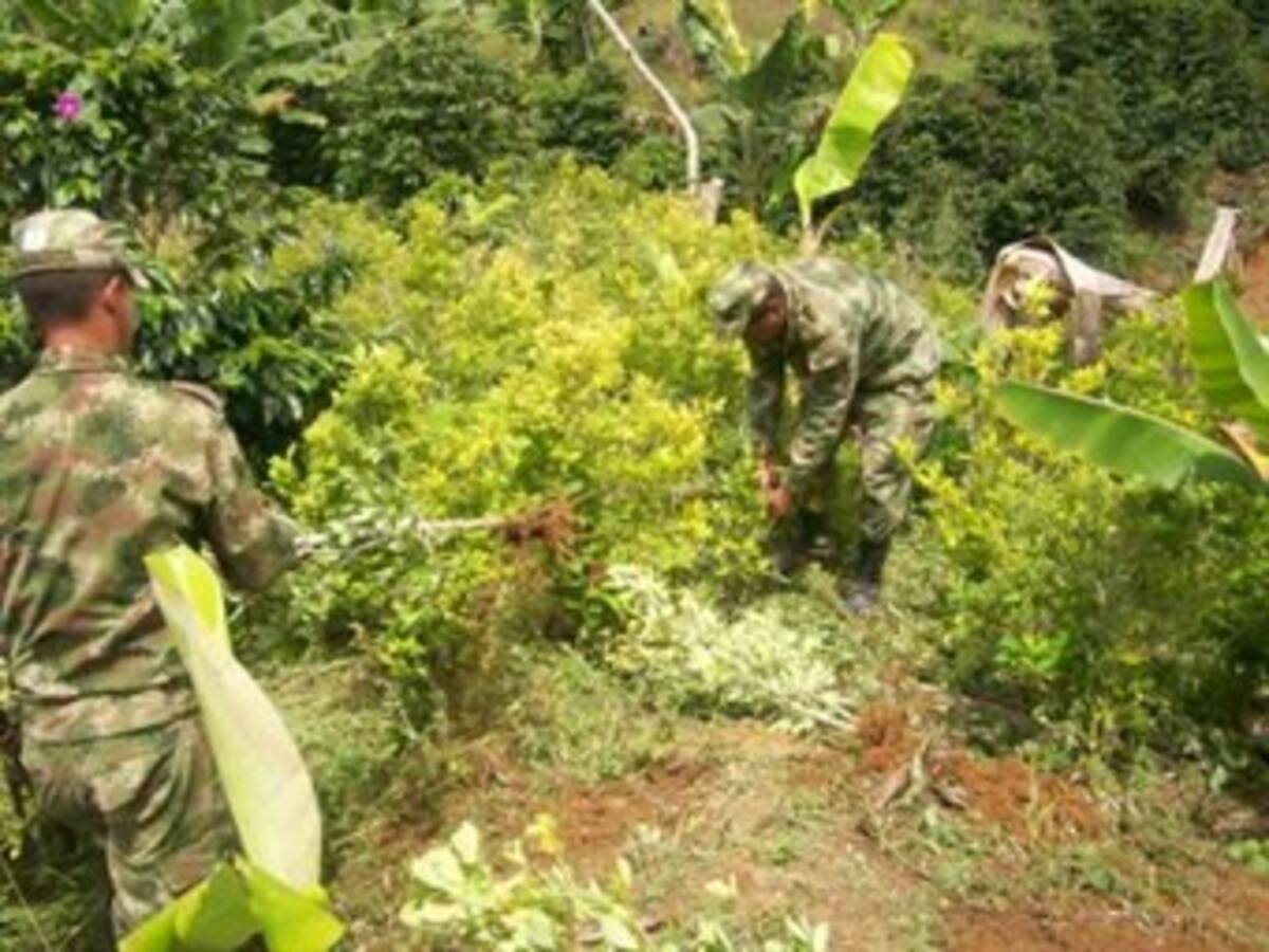 Los cultivos ilícitos afectan parques naturales y resguardos indígenas