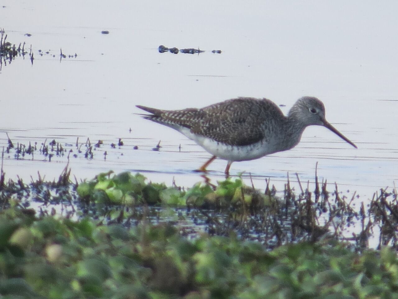 Corpoboyacá emite recomendaciones para proteger a las aves migratorias que atraviesan Boyacá, tras recorrer miles de kilómetros desde Norteamérica.