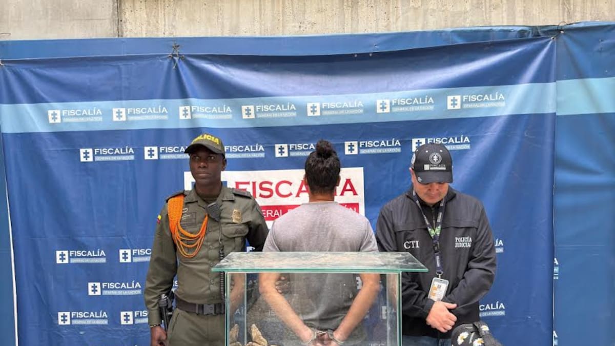Capturan en Medellín a hombre con una boa constrictor y un conejo que sería su alimento