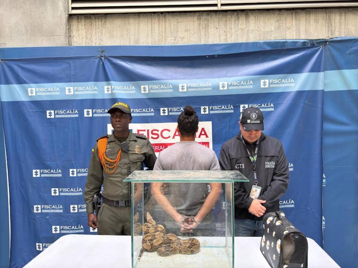 Capturan en Medellín a hombre con una boa constrictor y un conejo que sería su alimento