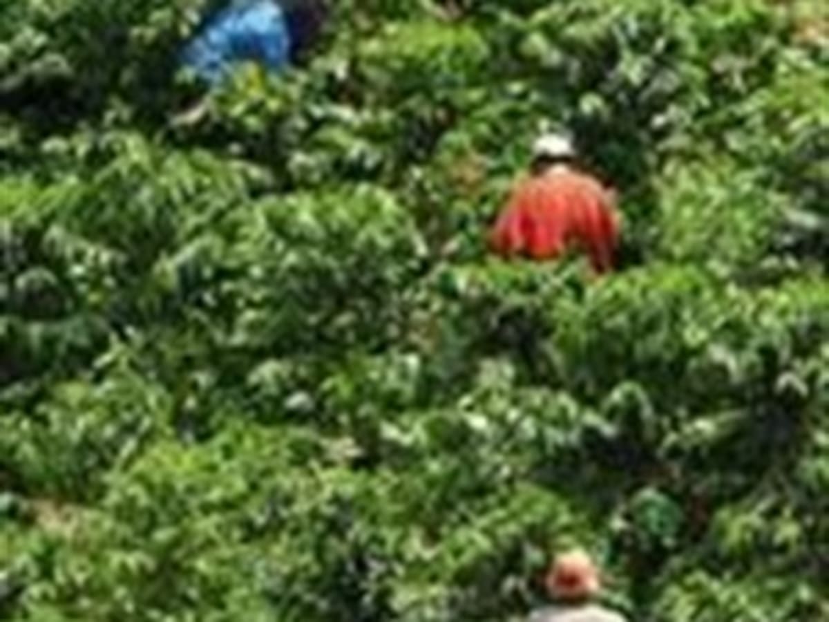 Producción de café en octubre cayó un 42 por ciento: Fedecafe