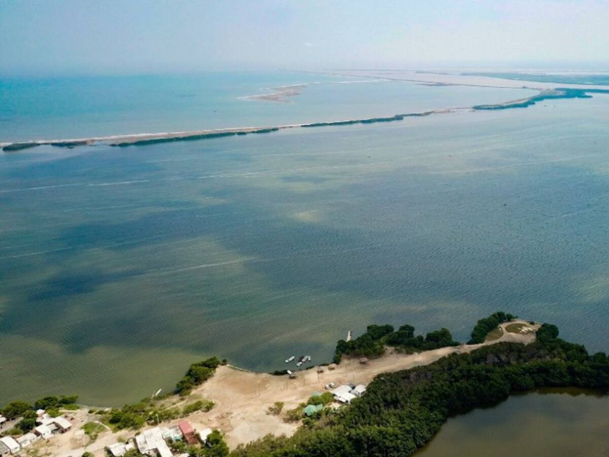 MacondoLab presenta algas para descontaminar cuerpos de agua