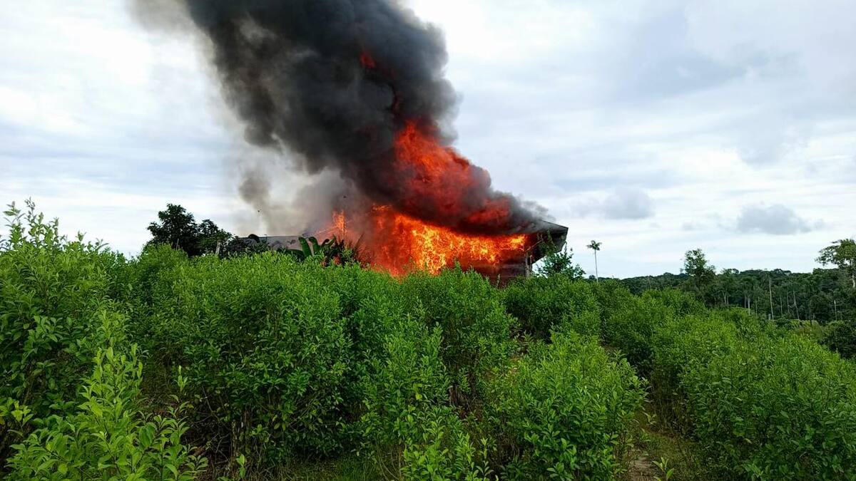 Ejército golpea economías ilícitas en la frontera colombo-peruana: Destruyeron 4 laboratorios