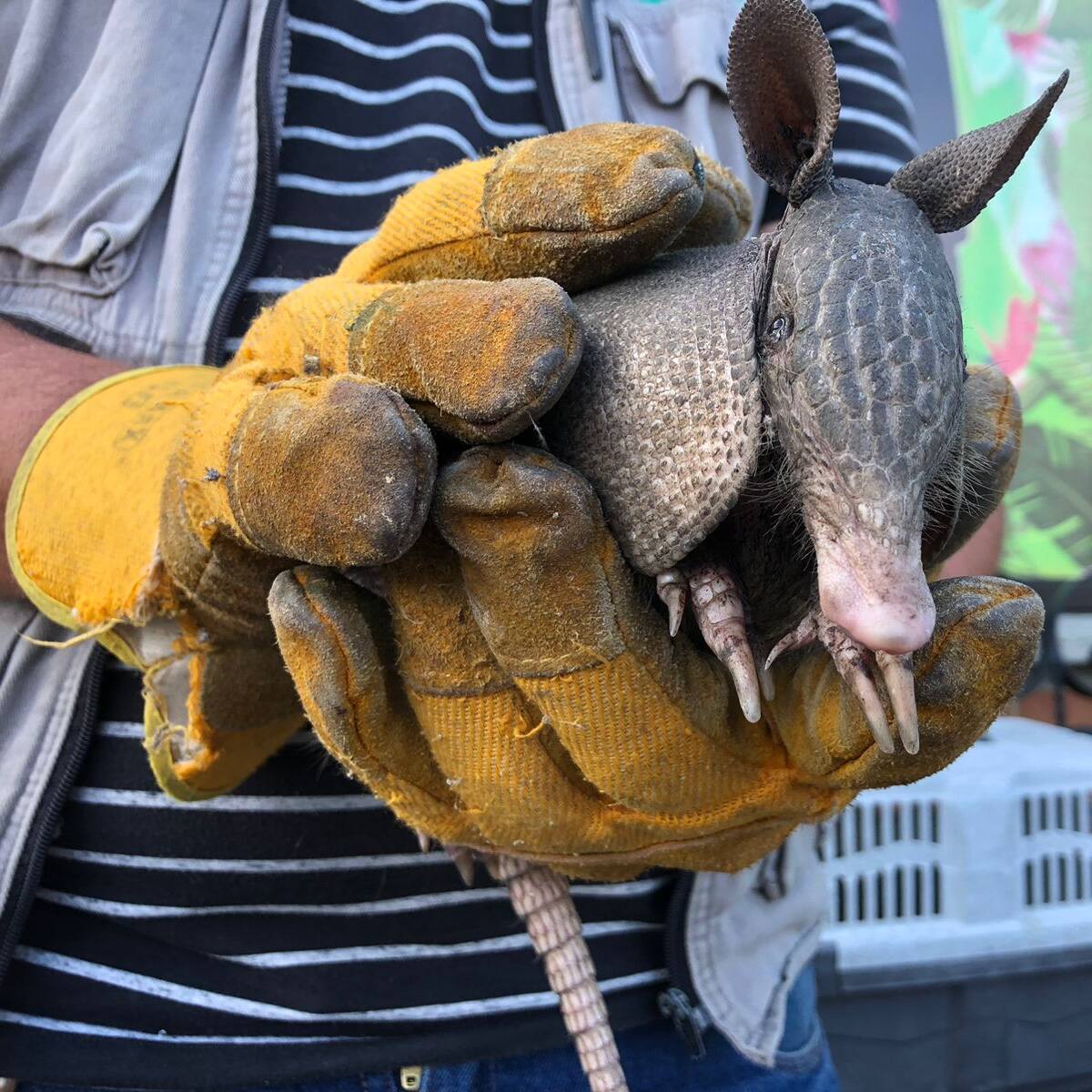 En un 15% aumenta el tráfico de fauna y flora en el Quindío en temporada decembrina