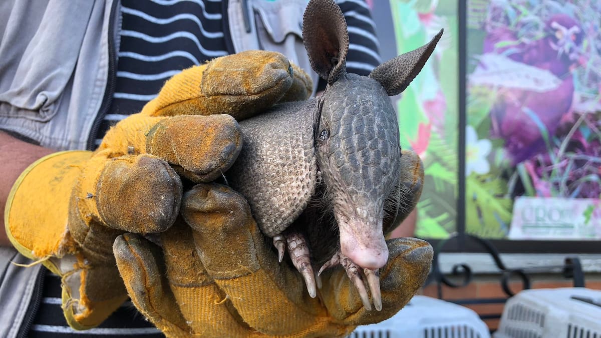 Monica Jaramillo de la CRQ