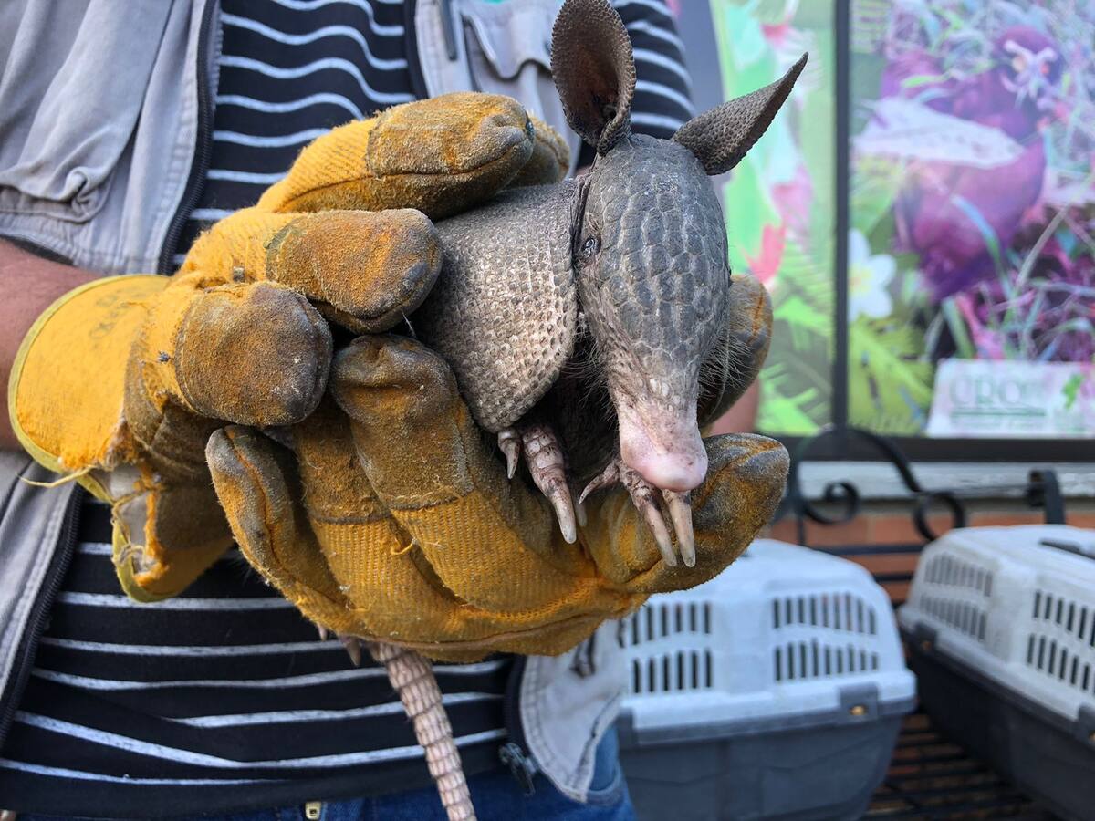 6500 animales de fauna silvestre han sido incautados y recuperados por la CRQ en Quindío