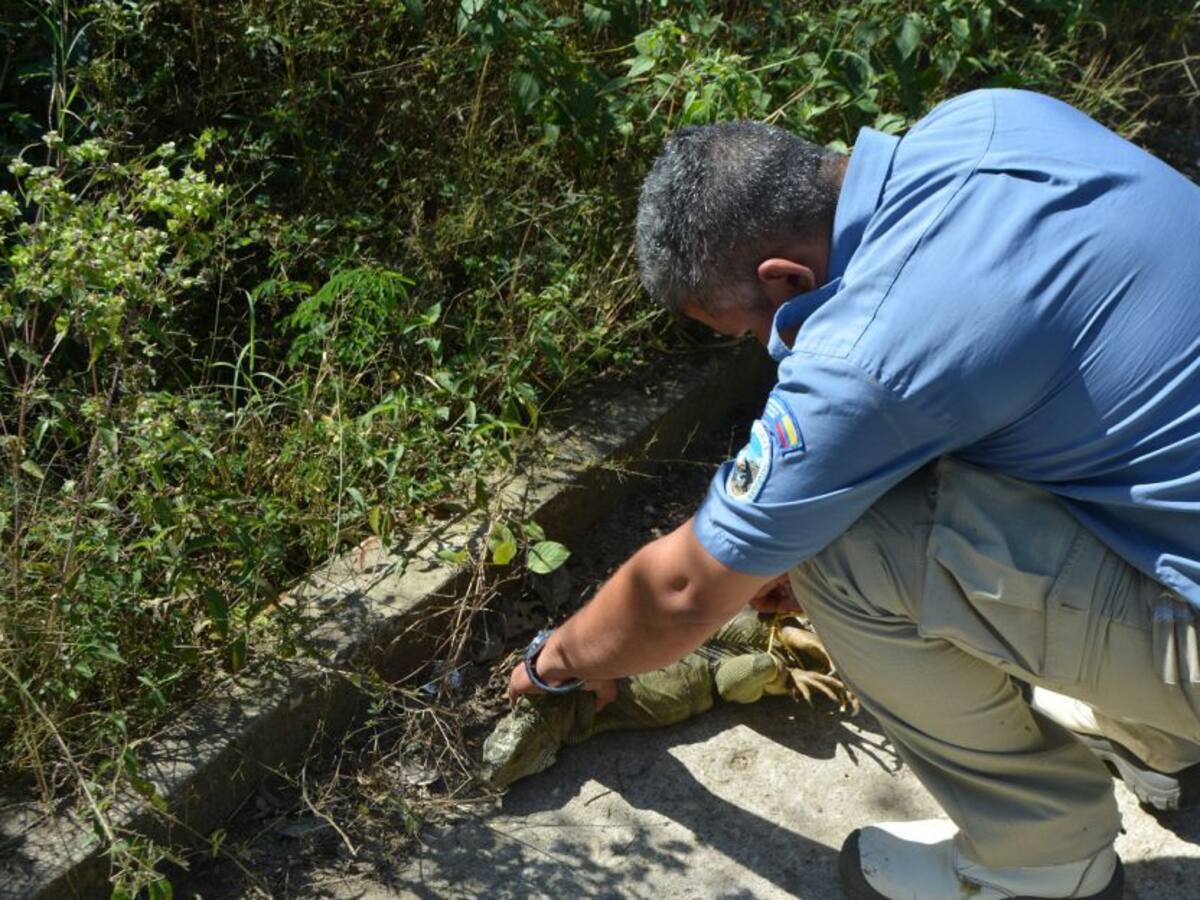 Liberan especies de fauna silvestre en Bolívar