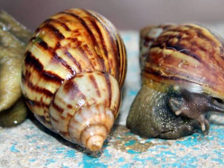 Alerta en Risaralda por proliferación de caracoles africanos - Colprensa.