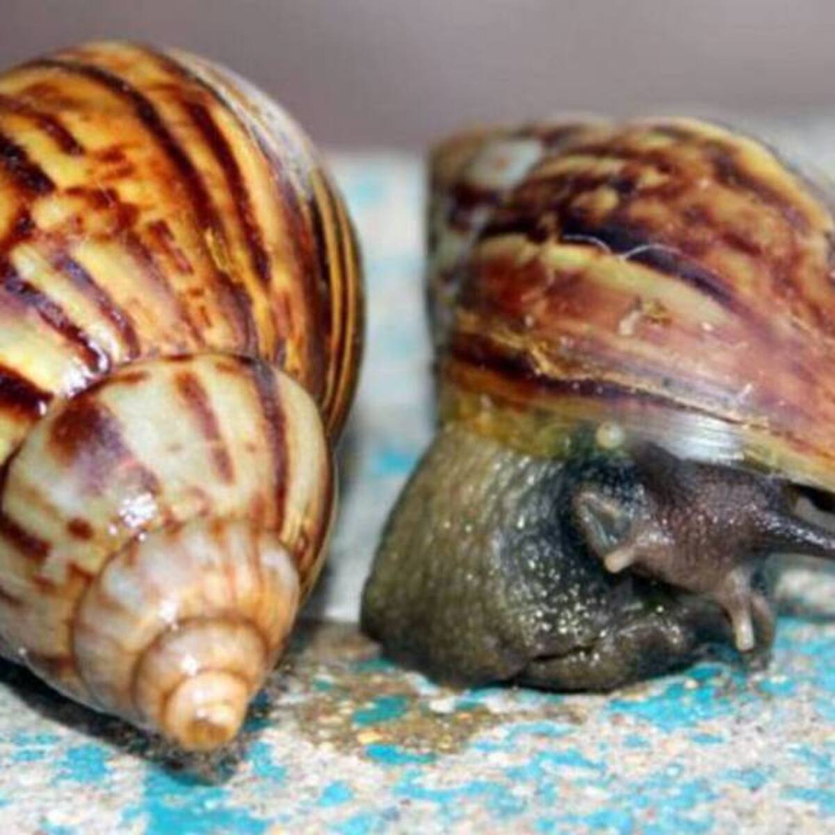 Alerta en Pereira por el aumento de caracoles africanos en varias zonas de la ciudad