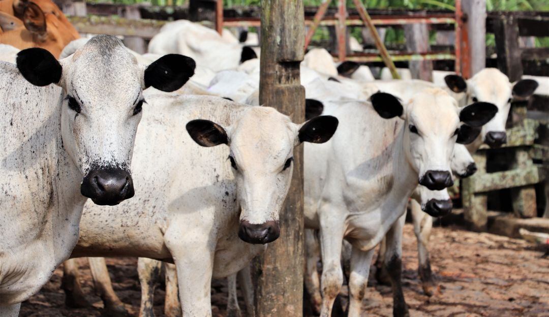 Ganado Blanco Orejinegro