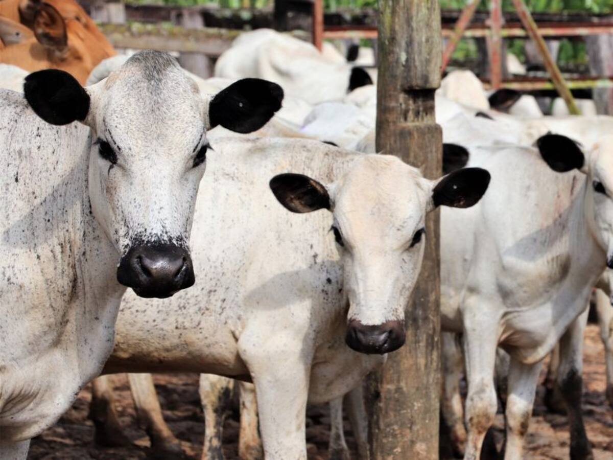 En marcha subasta virtual de ganado criollo realizada por Agrosavia